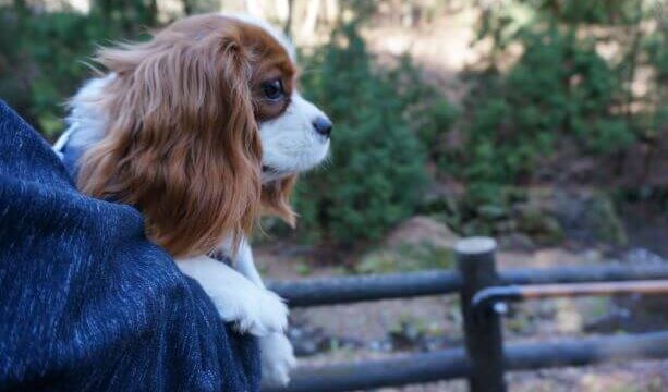 愛犬と一緒に楽しむ 東海地方のおすすめドッグイベント 21年春 ホビラジ