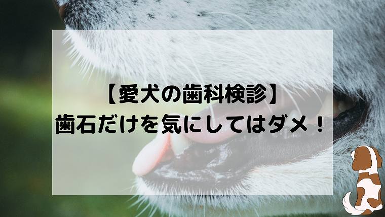 歯石だけじゃない あなたの愛犬は大丈夫 歯科専門医で定期検診を受けたほうが良い理由 ホビラジ